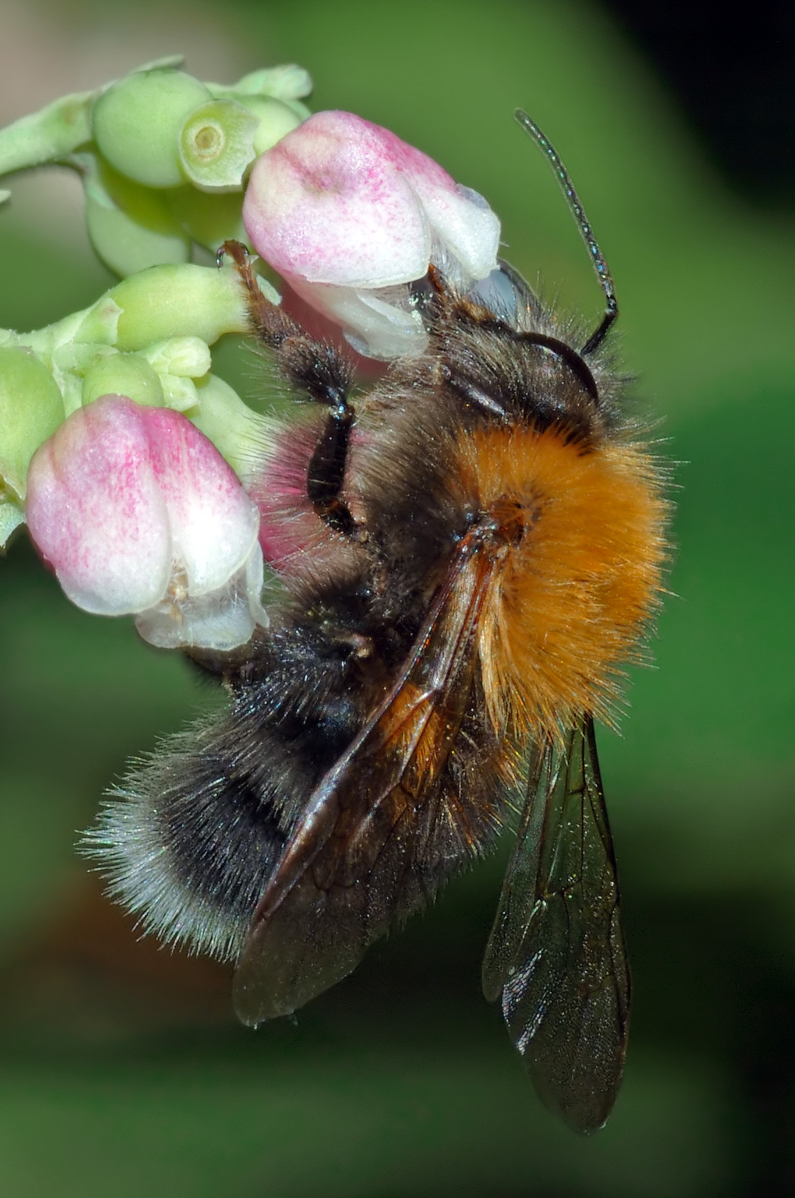 Hummel (Bombus)